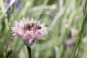 A honey bee collects nectar, pollen from a pink cornflower flower, space for text. Disappearance of bees, pollination photo