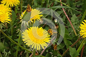A honey bee collects nectar and pollen from yellow dandelion flowers. Pollination of plants. A yellow dandelion in a meadow