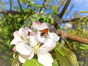 Honey bee collects nectar on a rosales tree's flowers on a warm spring day