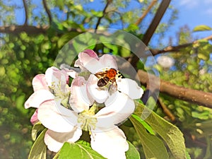 Honey bee collects nectar on a rosales tree's flowers on a warm spring day photo