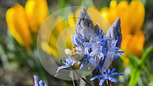 A honey bee collects nectar from spring flowers in a flower garden. Scilla bifolia and yellow crocuses in a flower bed