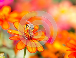 Honey bee collects orange flower nectar