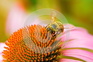 A Honey Bee Collects Pollen On A Echinacea Flower.