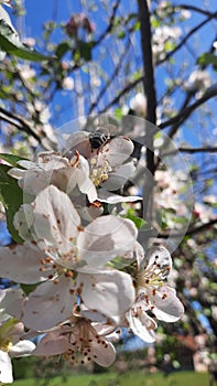 A honey bee collects pollen from a fruit tree. Photo was taken at suurise in spring.