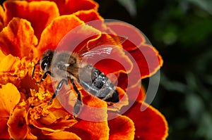 Honey bee collects pollen on a marigold