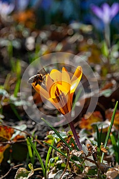A honey bee collects pollen and nectar on blooming Dorothy crocuses in the garden