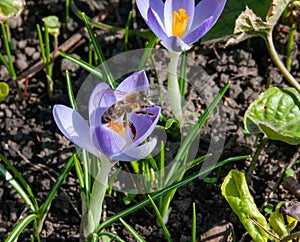 A honey bee collects pollen and nectar on blooming Dorothy crocuses in the garden