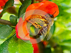 Med včela shromažďuje pyl a kdoule květiny na jaře 