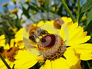A honey bee collects pollen and nectar from a Rudbeckia flower, with pollen on its legs