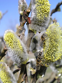 The honey bee collects the pollen from the willow.