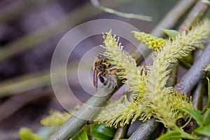 The honey bee collects the pollen from the willow. Not fluffy blooming inflorescences catkins holly willow in early spring before