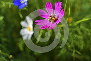 Honey bee on a Cosmea flower on a green background