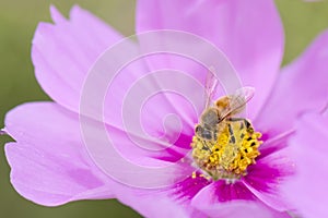 Honey Bee on cosmos flower