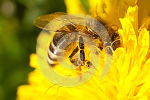 Honey bee covered in pollen