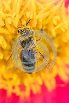 Honey bee covered with pollen