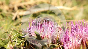 Honey bee covered in pollen while collecting flower nectar. honeybee, bees