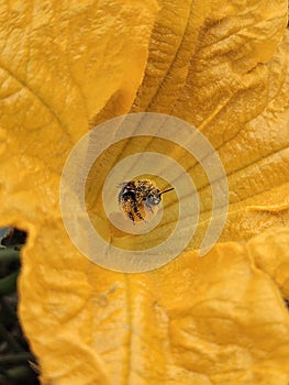 Honey bee covered in pollen hugging a pumpkin flower stem