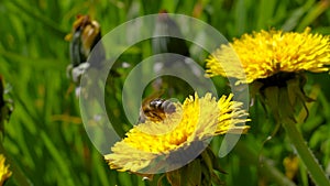 A honey bee, covered in pollen, labors on a yellow dandelion in spring against a blurred background of buds swaying in the wind
