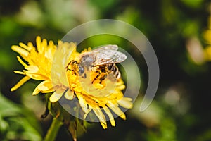 Honey bee covered with yellow pollen collecting nectar from dandelion flower