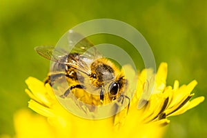 Honey bee covered with yellow pollen collecting nectar from dandelion flower.