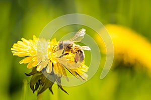 Honey bee covered with yellow pollen collecting nectar from dandelion flower.