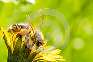 Honey bee covered with yellow pollen collecting nectar from dandelion flower.