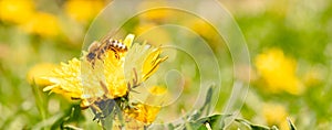 Honey bee covered with yellow pollen collecting nectar from dandelion flower. Important for environment ecology