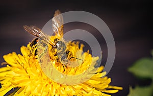 Honey bee covered with yellow pollen collecting nectar from dandelion flower. Important for environment ecology photo