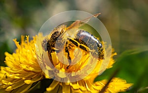 Honey bee covered with yellow pollen collecting nectar from dandelion flower. Important for environment ecology