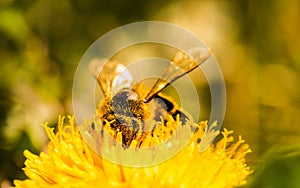 Honey bee covered with yellow pollen collecting nectar from dandelion flower. Important for environment ecology