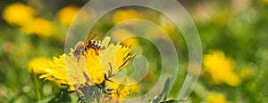 Honey bee covered with yellow pollen collecting nectar from dandelion flower. Important for environment ecology sustainability