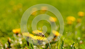 Honey bee covered with yellow pollen collecting nectar from dandelion flower. Important for environment ecology sustainability