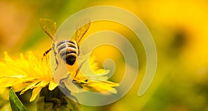 Honey bee covered with yellow pollen collecting nectar from dandelion flower. Important for environment ecology sustainability