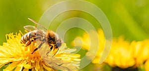 Honey bee covered with yellow pollen collecting nectar from dandelion flower. Important for environment ecology