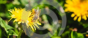 Honey bee covered with yellow pollen collecting nectar from dandelion flower. Important for environment ecology sustainability