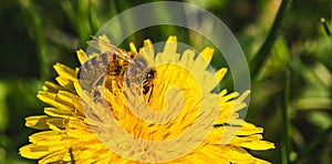 Honey bee covered with yellow pollen collecting nectar from dandelion flower. Important for environment ecology sustainability