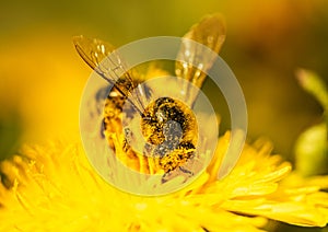 Honey bee covered with yellow pollen collecting nectar from dandelion flower. Important for environment ecology
