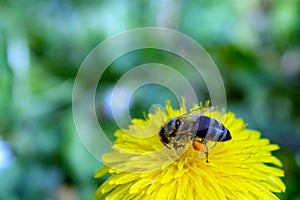 Honey bee covered with yellow pollen collecting nectar in flower