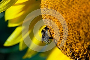 Honey bee covered with yellow pollen collecting sunflower nectar sitting at sunflower