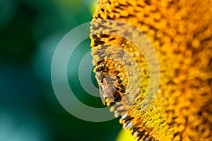 Honey bee covered with yellow pollen collecting sunflower nectar sitting at sunflower