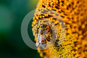 Honey bee covered with yellow pollen collecting sunflower nectar sitting at sunflower