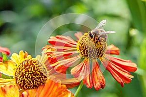 Honey bee covered with yellow pollen drink nectar, pollinating orange flower. Life of insects. Macro close up