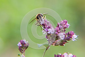 Honey bee covered with yellow pollen drink nectar, pollinating pink flower. Life of insects. Macro close up