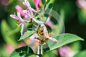 Honey bee covered by yellow pollen of pink honeysuckle flowers