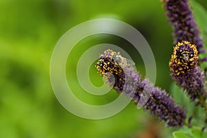 Honey bee crawling on False Indigo bush