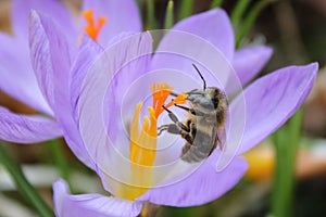 Honey bee on crocus in spring gathering nectar