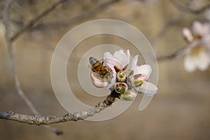 honey bee cross pollinating white almond blossoms