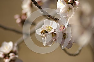 honey bee cross pollinating white almond blossoms