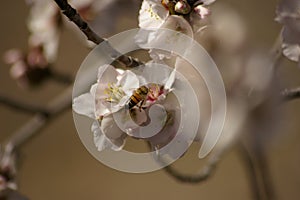 honey bee cross pollinating white almond blossoms