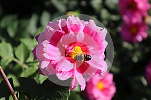 Honey bee on the Dahlia ‘Classic Rosamunde’. Tbilisi botanical garden, Georgia